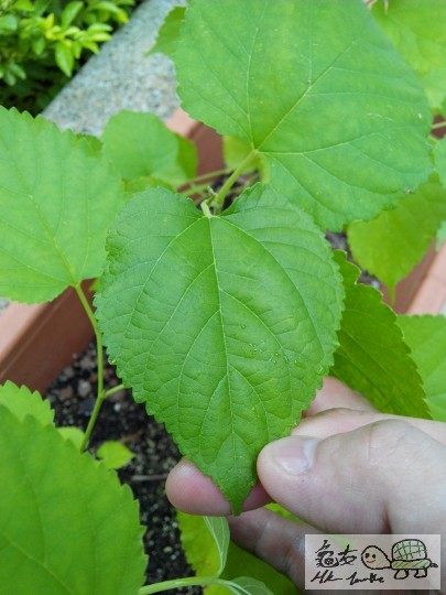 104906s3x8midxo7cm80o0.jpg