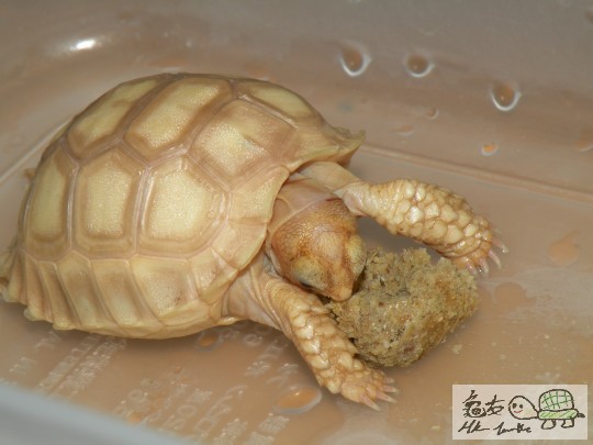 143156lcpfopabpppicsbo.jpg