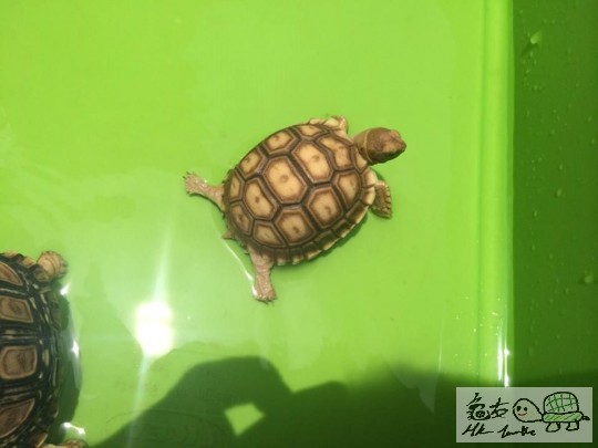 144337cj1c9ipbqxq921rr.jpg