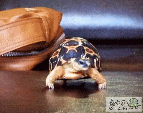151737k550olvq0t5y3qjj.gif