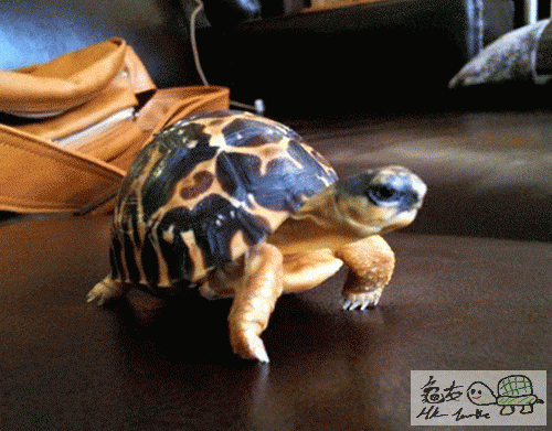 151738a3h2l72kwt705nnz.gif