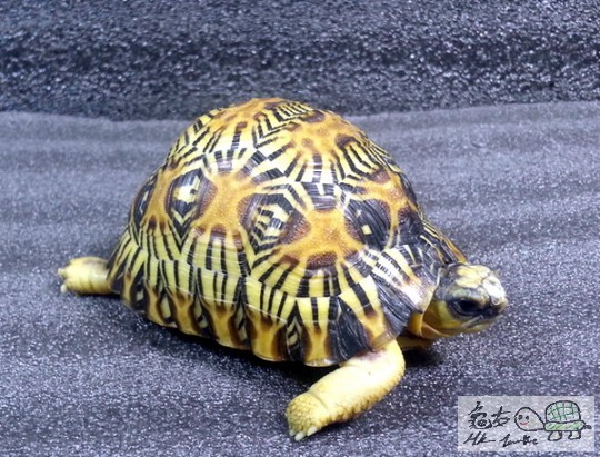 151750ggxv21niv1hhn1nk.jpg