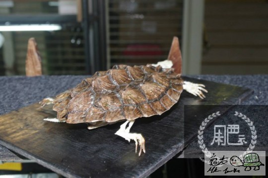 170950cl44xl33ii2474af.jpg