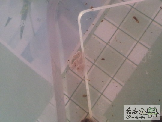 173438d9xggml2r5xgkcpq.jpg
