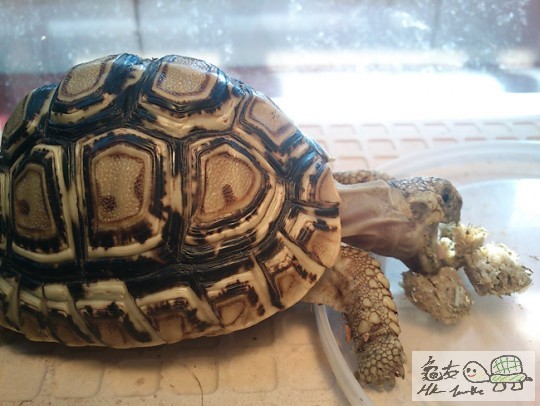 221342jid10eeec0ywbcmb.jpg