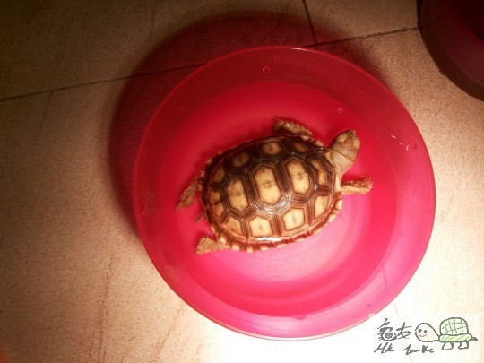 221509jjwiffg6dihlt04t.jpg