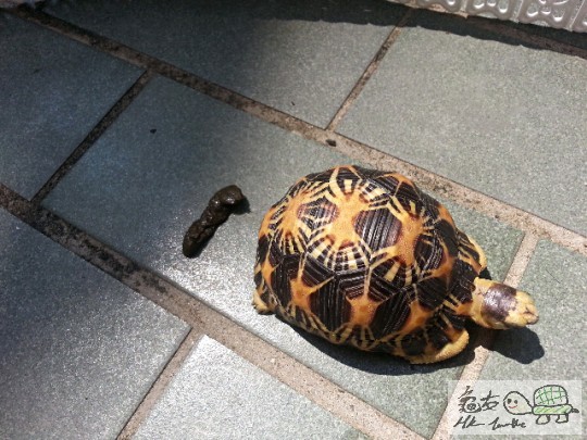 223913bsgnern33yoggu1b.jpg