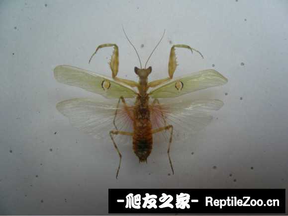 033121cjg7dd4nns5da97d.jpg