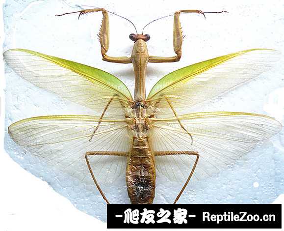 034055pil9yfeni31vny6r.jpg