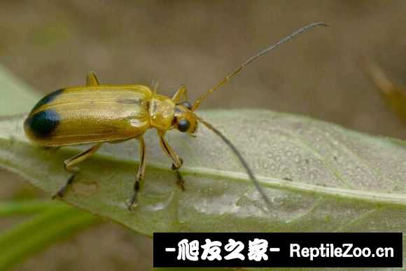 133919kfrrrr2hvinlbwsv.jpg