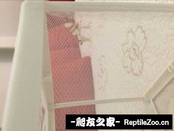 134028qpqlyijqqwntp2lm.jpg