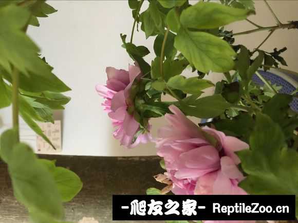 134038xshijxyu4s4peeyx.jpg