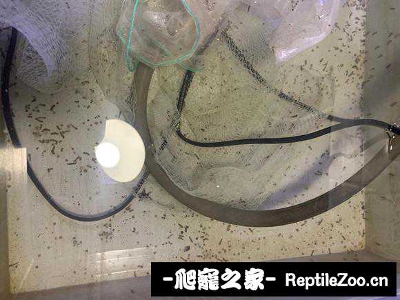 232541vpupaep3e9d2jped.jpg