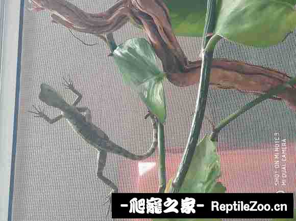022609v2kaoi2ugimsoczj.jpg
