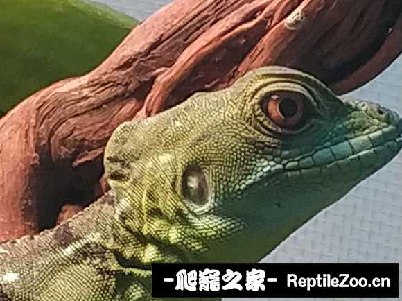 022628vvfrrr4llzarqr77.jpg