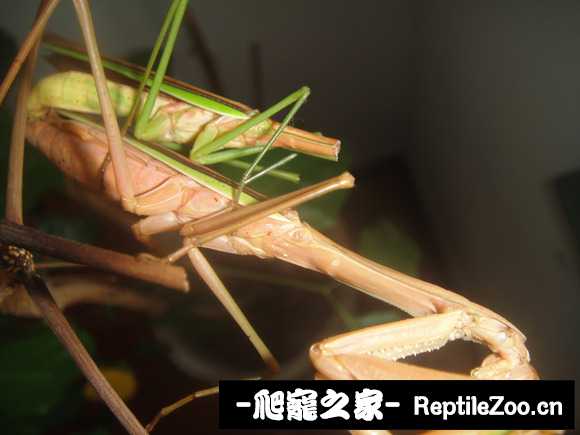 173753hkwlx2m5572npaew.jpg