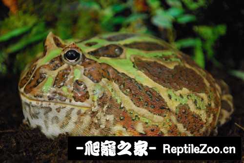 display_picture.php?url=http%3A%2F%2Fimgsa.baidu.com%2Fforum%2Fw%253D580%2Fsign%3D5e8d80b49e3df8dca63d8f99fd1072bf%2F7bebb13533fa828b885c13a0fc1f4134960a5a4f.jpg