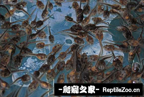 display_picture.php?url=http%3A%2F%2Fimgsa.baidu.com%2Fforum%2Fw%253D580%2Fsign%3Df68249a0562c11dfded1bf2b53266255%2F40d4a18b87d6277f0a74bc7b29381f30e824fc61.jpg