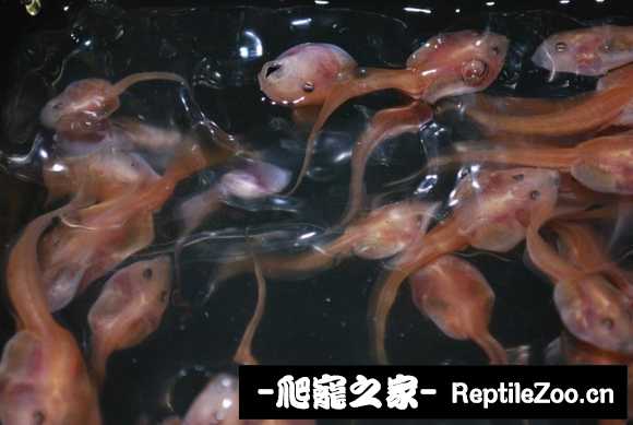 display_picture.php?url=http%3A%2F%2Fimgsa.baidu.com%2Fforum%2Fw%253D580%2Fsign%3De77a2256bd315c6043956be7bdb0cbe6%2F12b78535e5dde711976bcdb5a6efce1b9c166109.jpg