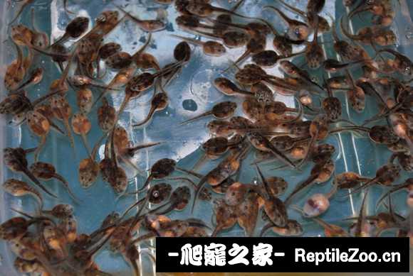 display_picture.php?url=http%3A%2F%2Fimgsa.baidu.com%2Fforum%2Fw%253D580%2Fsign%3D05b61af886d6277fe912323018391f63%2Fd9c28a82b9014a9074b4c8fea8773912b11beec5.jpg