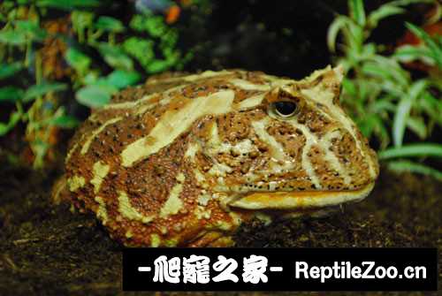 display_picture.php?url=http%3A%2F%2Fimgsa.baidu.com%2Fforum%2Fw%253D580%2Fsign%3Da2c8255c06082838680ddc1c8898a964%2F8d45f603738da977bca50868b151f8198418e3c5.jpg