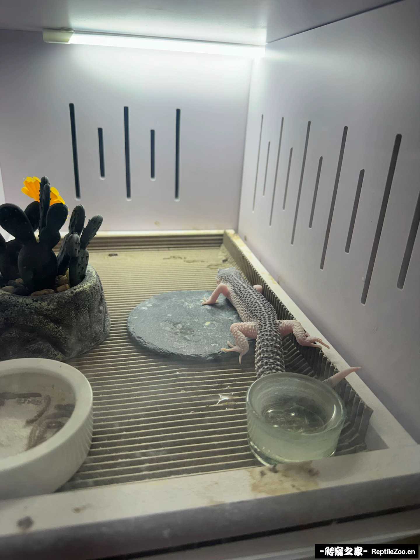 银河公