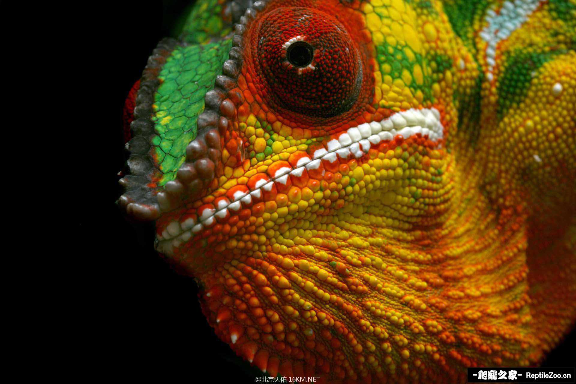 Careguides_Furcifer_pardalis17.jpg
