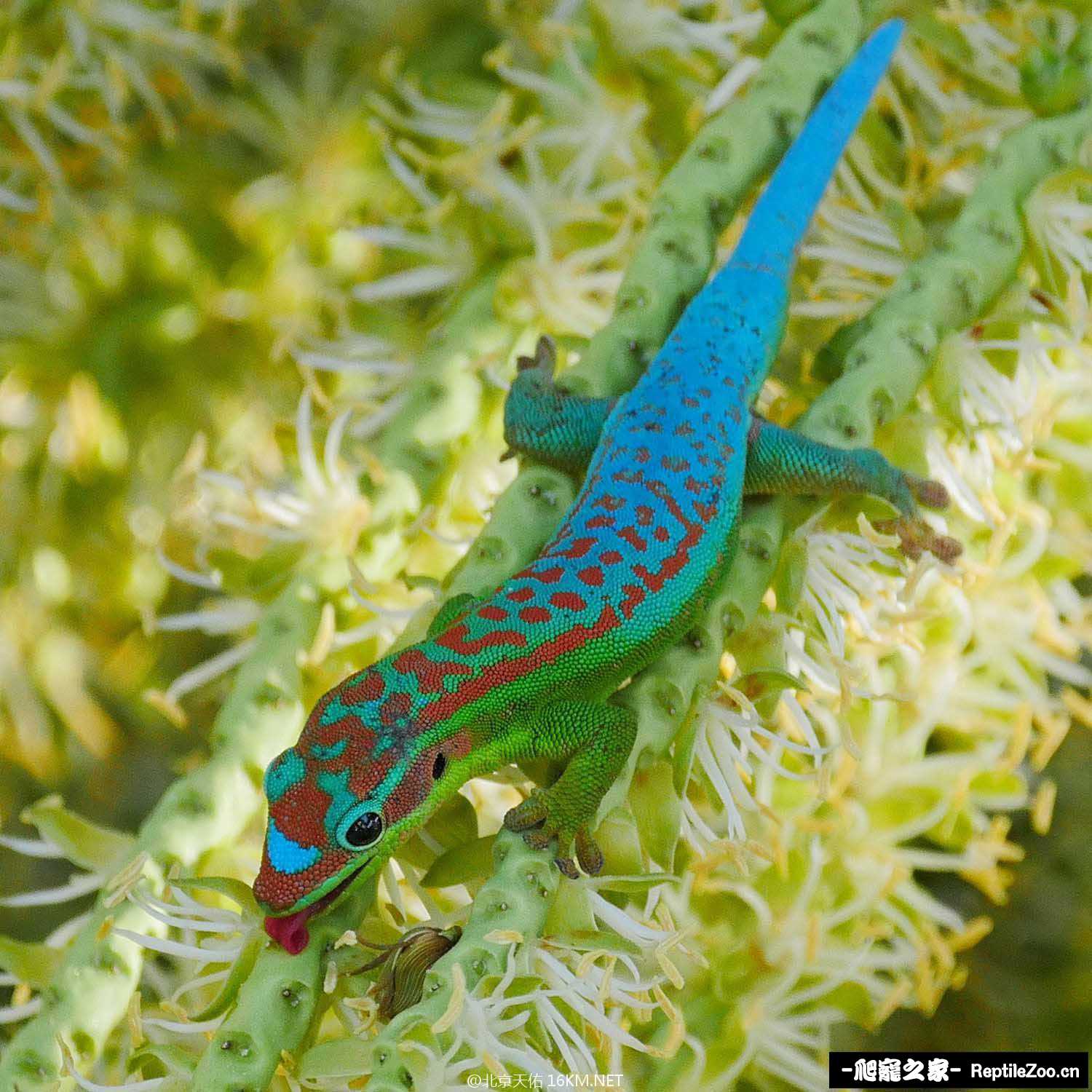 nectar_cepediana.jpg