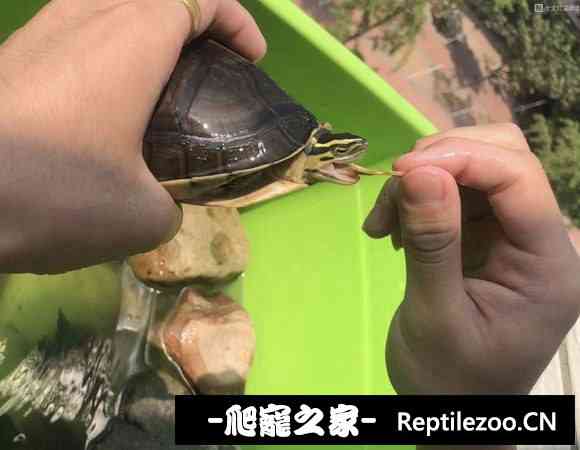 095727qc4vl8ur99y88uys.jpg