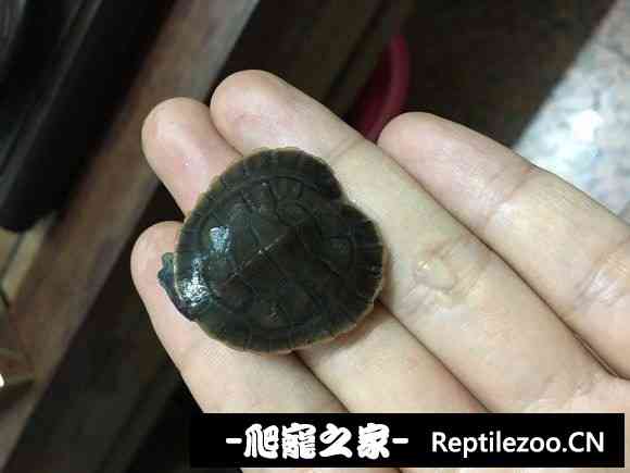 100554v33m12bms021mg31.jpg