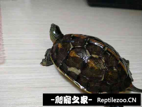 101037wcehhrk0fcrtezrr.jpg
