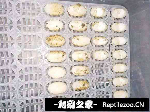 101640ws9bn2v1dfsbfddv.jpg