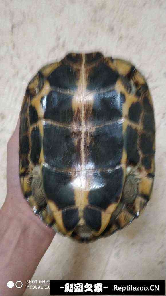 101838hwiaxex1iyc0cicw.jpg
