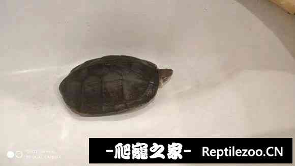 101839rfx3kufqjcdy0hl3.jpg