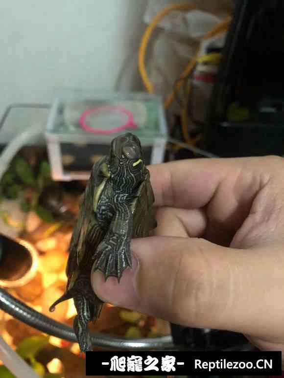 101908kctxc0uh0h2jxxqm.jpg