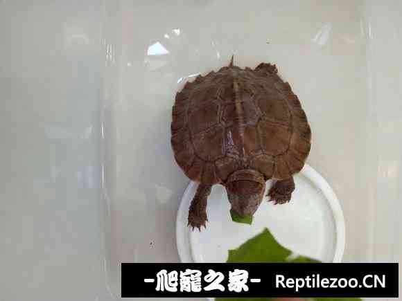 102508maqtdlyz1dkc5vyd.jpg