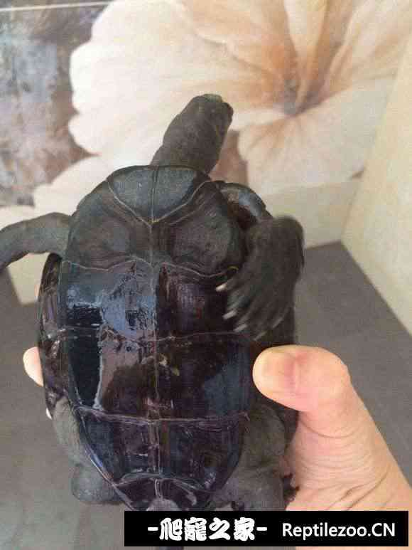 102721hz38jug5p7uenpn4.jpg