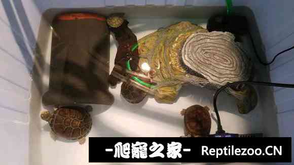 103110ope37pea07xedejf.jpg