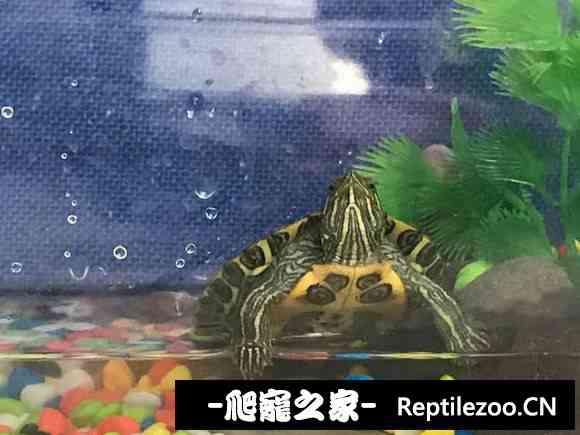 103131k6kzo1po7cb47u7r.jpg