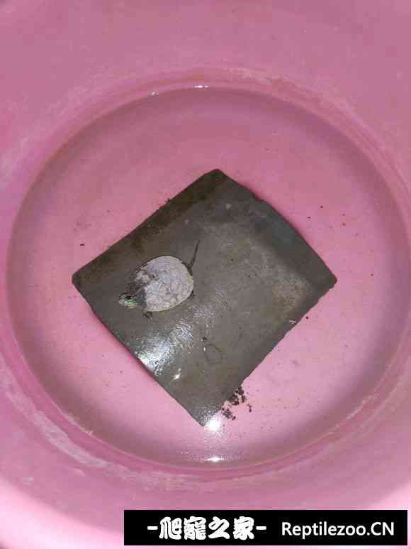 103309wigluupepuet9o9z.jpg