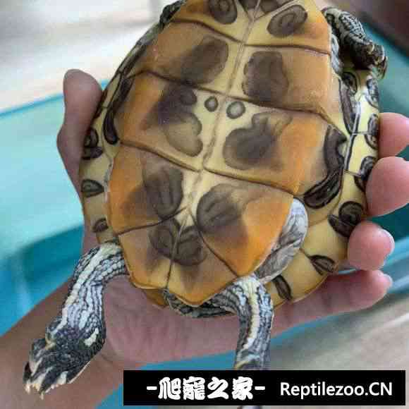 103451dl6oh2620sj848oj.jpg