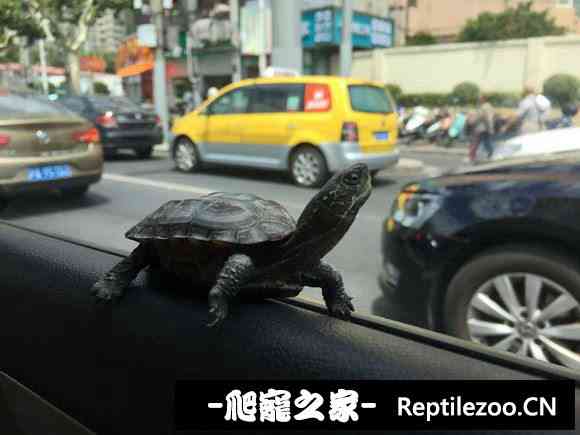103909gniinam7xmadzbtc.jpg