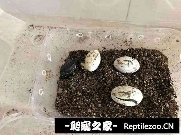 103935hpiy0jez4pyyaiju.jpg