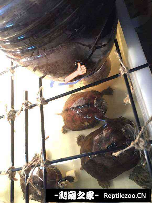 111003l7qxmflbqopxwpcd.jpg