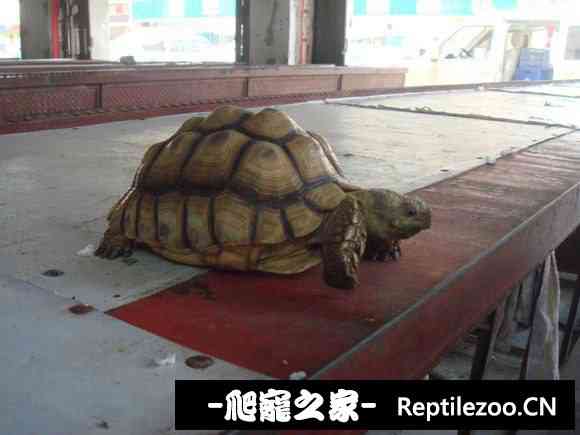 111117c381kpun3ttipwtt.jpg