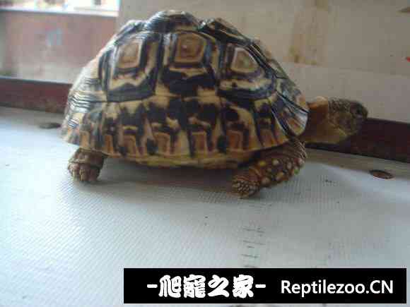 111119qozg4osssi2sk49d.jpg