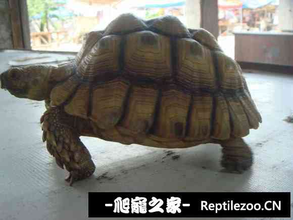 111121mjtee8w6tlxlgplw.jpg