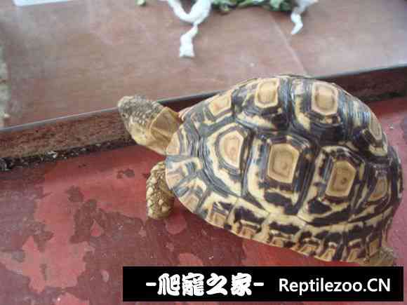 111122a64vvvyhkpufnt4h.jpg