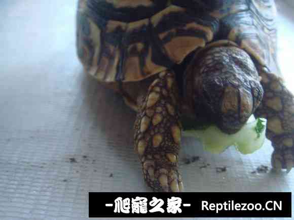 111123eeo6g65ofeyy5ywg.jpg