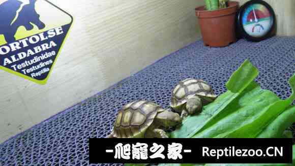 111144hi93903ehh0c3bzz.jpg
